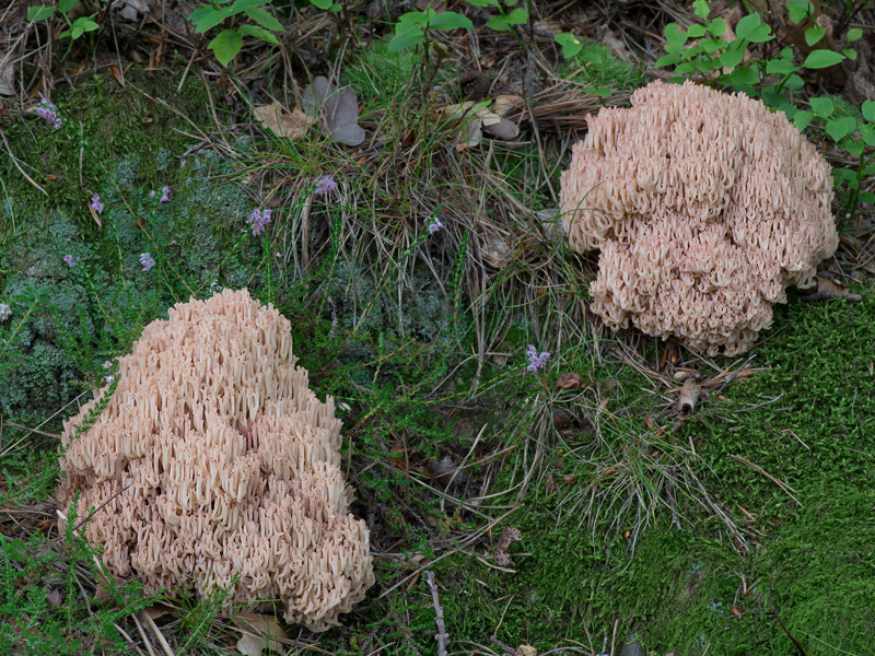 Ramaria rubripermanens